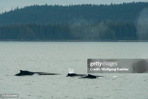 Humpback Whales in Stephens Passage, a channel between Admiralty Island to the west and the Alaska mainland and Douglas Island to the east, near...