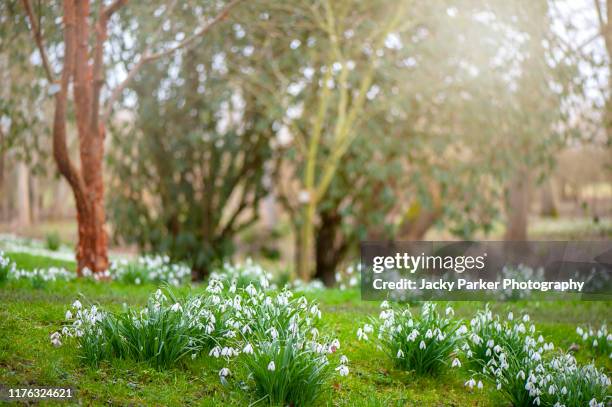 beautiful spring flowering, white snowdrop flowers - galanthus nivalis in hazy spring sunshine - snowdrop stock pictures, royalty-free photos & images