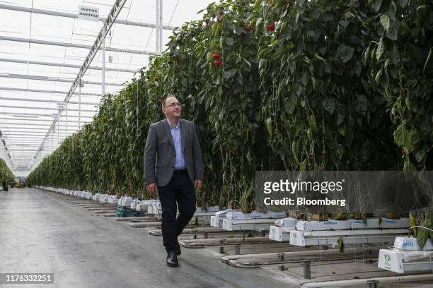 Lee Stiles, secretary of the Lea Valley Growers Association, walks past pepper plants inside the greenhouses at Valley Grown Nurseries in Nazeing,...