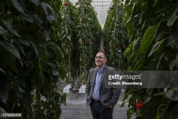 Lee Stiles, secretary of the Lea Valley Growers Association, stands among pepper plants inside the greenhouses at Valley Grown Nurseries in Nazeing,...
