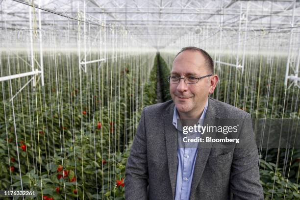 Lee Stiles, secretary of the Lea Valley Growers Association, stands among pepper plants inside the greenhouses at Valley Grown Nurseries in Nazeing,...