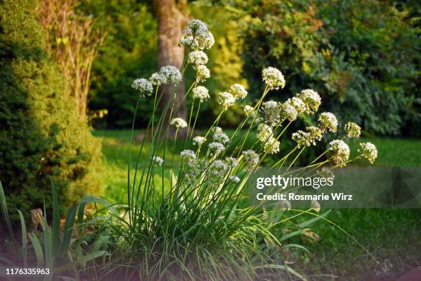 garden with ornamental allium in bloom - allium stock pictures, royalty-free photos & images