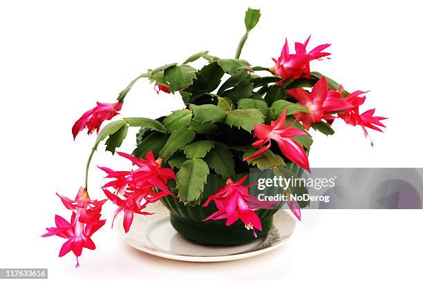 christmas cactus - christmas cactus stock pictures, royalty-free photos & images