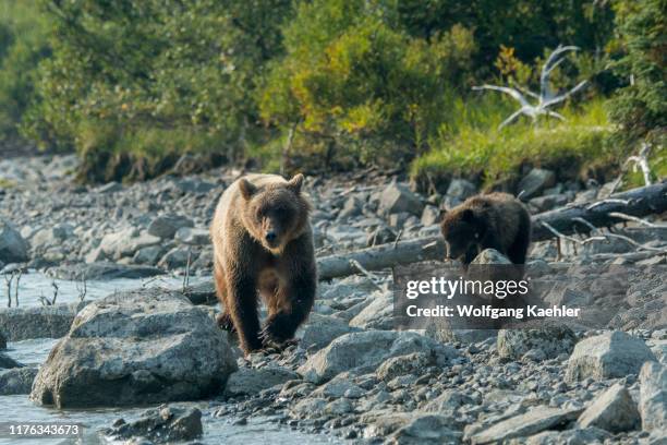 Brown bear sow and her cub are looking for salmon along the shore of Lake Crescent in Lake Clark National Park and Preserve, Alaska, USA.