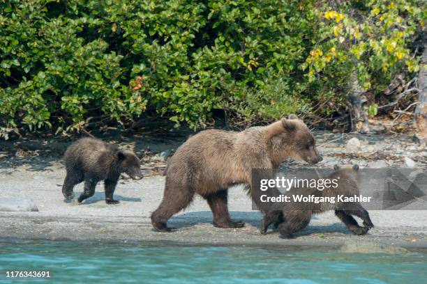 Brown bear sow and her cubs are looking for salmon along the shore of Lake Crescent in Lake Clark National Park and Preserve, Alaska, USA.