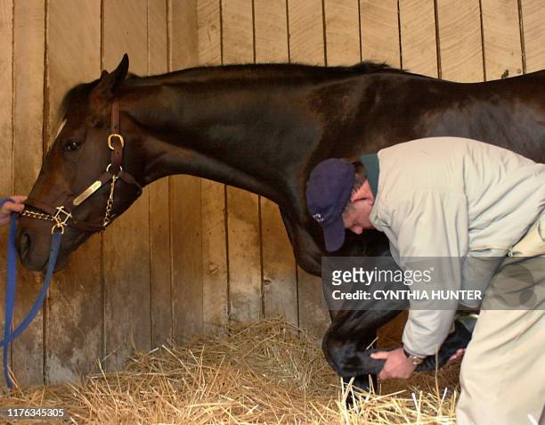Vet Ken Reed gives a final soundness check to Kentucky Derby hopeful Medaglia D'Oro in the stable after morning workouts for the 128th Kentucky Derby...