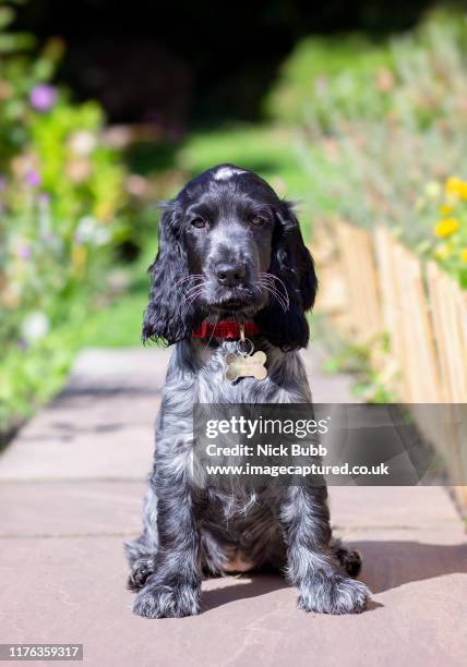 blue road show type cocker spaniel puppy - cocker spaniel stock pictures, royalty-free photos & images