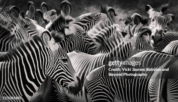 stripes, ears and patterns of grevy zebras in black and white in samburu, kenya - zebra stock pictures, royalty-free photos & images