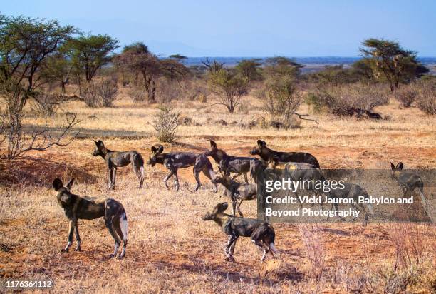pack of wild dogs or painted wolves on the move in the landscape of samburu, kenya - lycaon photos et images de collection