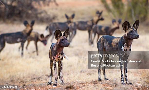 african wild dogs alert with ears up in samburu, kenya - african wild dog stock pictures, royalty-free photos & images