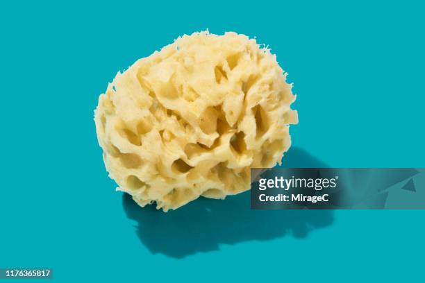 natural sponge - bath sponge stock pictures, royalty-free photos & images