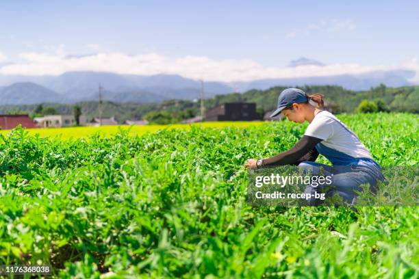 junge frau, die auf dem bauernhof arbeitet - agricultural activity stock-fotos und bilder