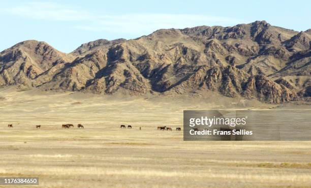 landscape in kazakhstan with roaming horses - semi arid stock pictures, royalty-free photos & images