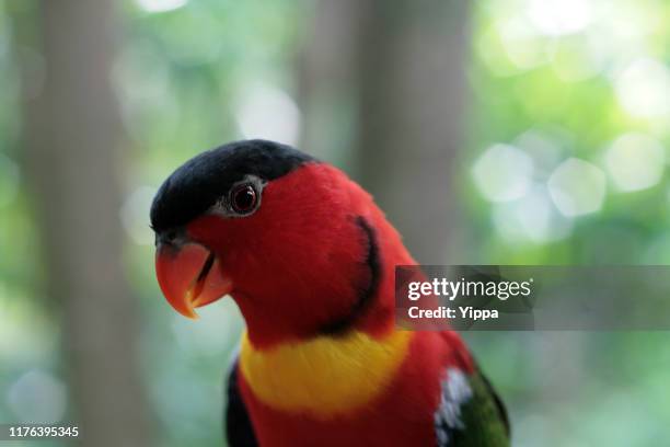 profile view of black-capped lory - jurong bird park stock pictures, royalty-free photos & images