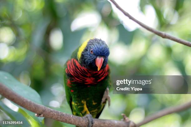 profile view of rainbow lorikeet parrot - jurong bird park stock pictures, royalty-free photos & images