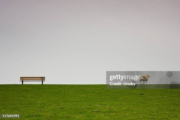 bench sheep - levee stock pictures, royalty-free photos & images