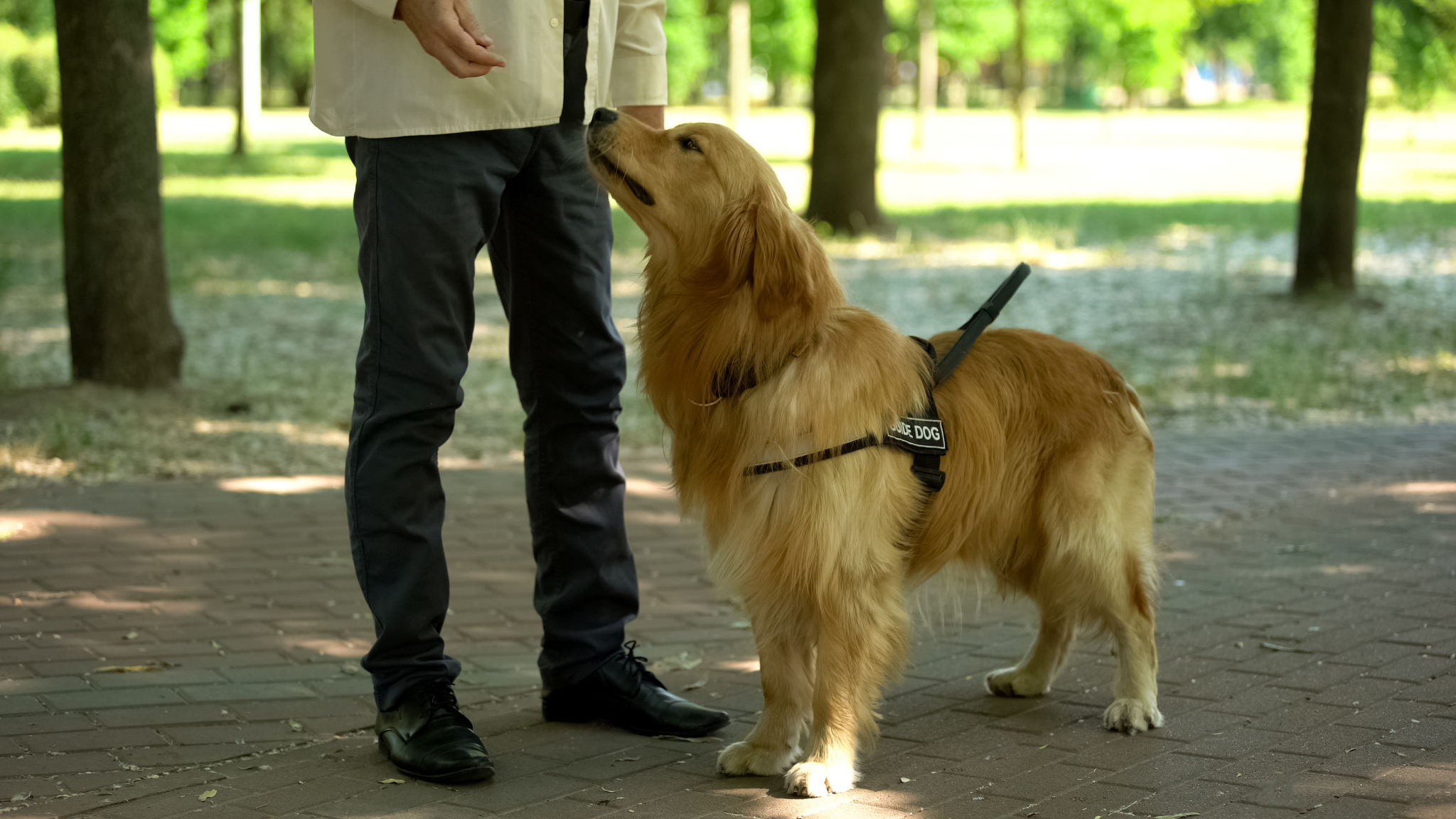 Dog handler training pet, feeding retriever for good behaviour and obedience Dog handler training pet, feeding retriever for good behaviour and obedience