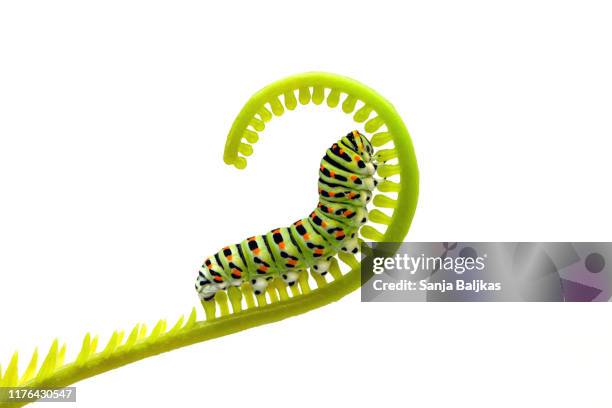 swallowtail caterpillar closeup in profile isolated - old world swallowtail stock pictures, royalty-free photos & images