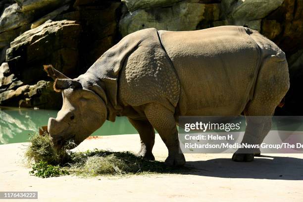 Tensing, an 11 year old Greater One-Horned Rhinoceros, munches on alfalfa and browsable branches while on view at the Denver Zoo's Elephant Passage...