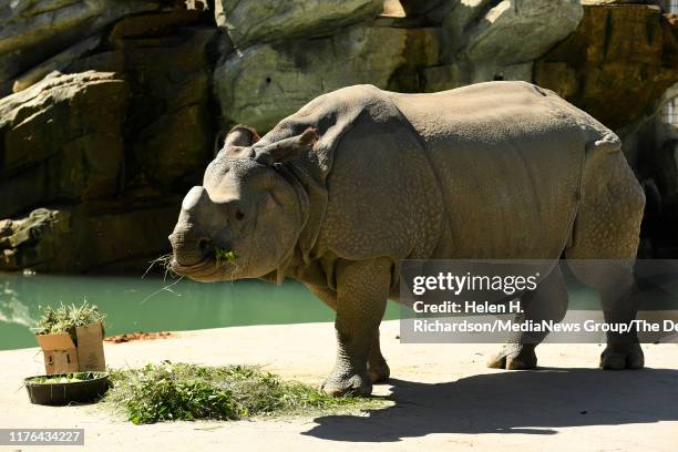 Tensing, an 11 year old Greater One-Horned Rhinoceros, munches on alfalfa and browsable branches while on view at the Denver Zoo's Elephant Passage...