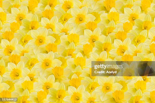 a full image of a daffodil background - daffodil stock pictures, royalty-free photos & images