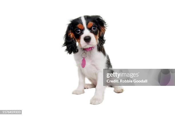 cavalier king charles spaniel puppy looking at the camera on a white background - cavalier king charles spaniel 個照片及圖片檔