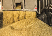 A truck unloads grain at a grain storage and processing plant, a grain storage facility, unloading seed, works