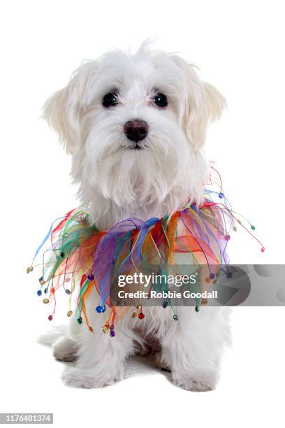 cavalier king charles spaniel/maltese mix puppy wearing a colourful festive collar looking at the camera sitting in front of a white backdrop - maltese dog stock pictures, royalty-free photos & images