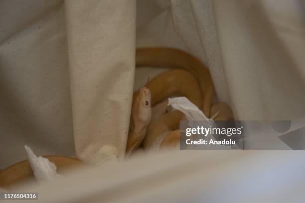 Python With Baby Baby Pythons Photos and Premium High Res Pictures - Getty Images