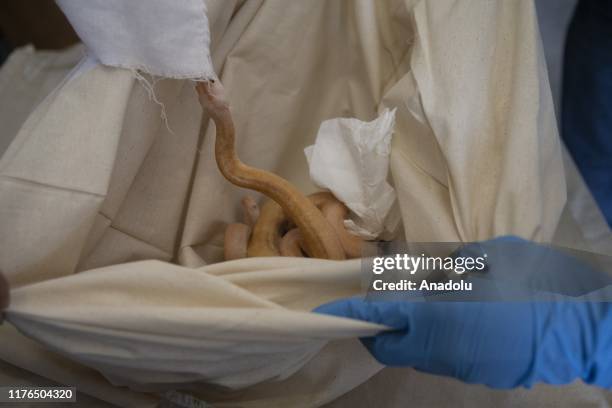 63 Baby Pythons Stock Photos, High-Res Pictures, and Images - Getty Images