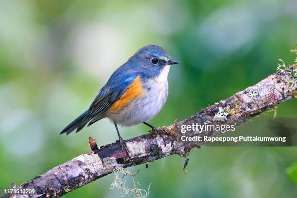 Red-flanked Bluetail – Wild Beijing 北京自然