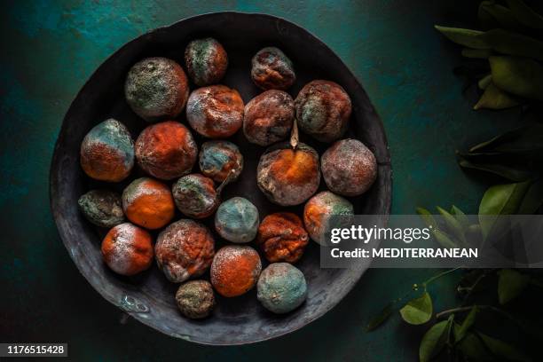 rotte sinaasappelen stilleven lage sleutel in ronde lade - fruit decay stockfoto's en -beelden