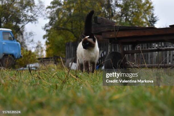 cat - car pet barrier stock pictures, royalty-free photos & images