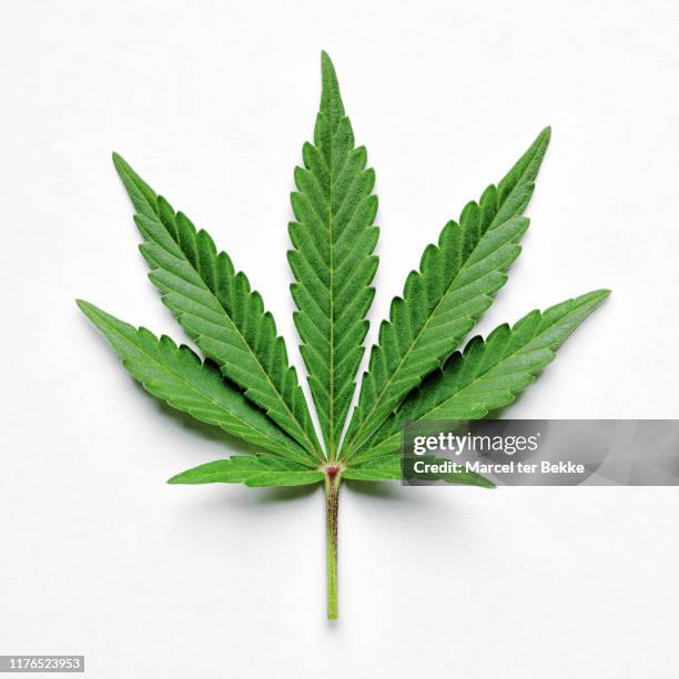 cannabis leaf on white - cannabis leaf fotografías e imágenes de stock