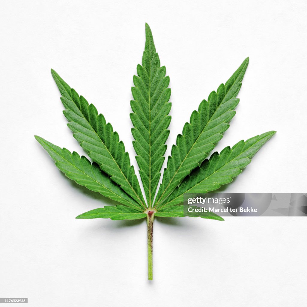 Cannabis leaf on white