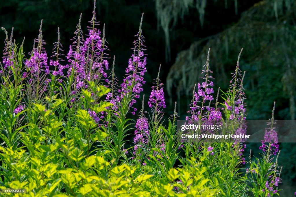 Fireweed ( Chamerion angustifolium) flowering in Kake, a...