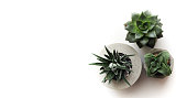 Horizontal banner with succulents in a concrete pot. Home plants on a white background. Top view with plenty of space for your text and design. Green flowers for loft style.