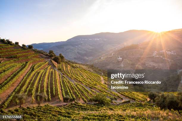 vineyards in douro at harvest time. portugal, europe - tal stock-fotos und bilder