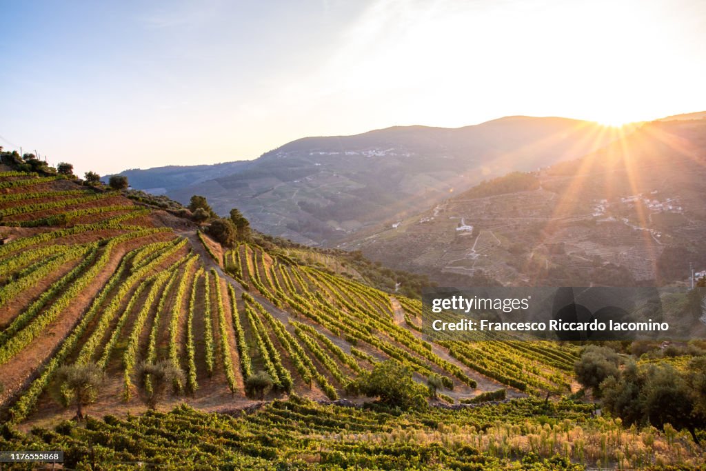 Vineyards in Douro at harvest time. Portugal, Europe