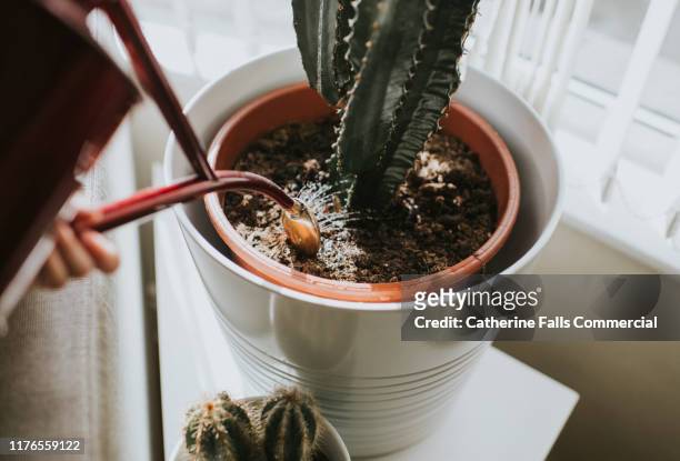 watering a cactus - cactus plant stockfoto's en -beelden