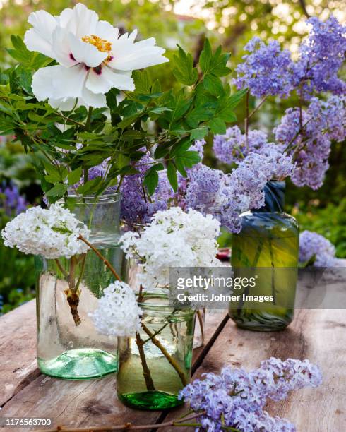 lilac flowers in vases - lilac bush stock pictures, royalty-free photos & images