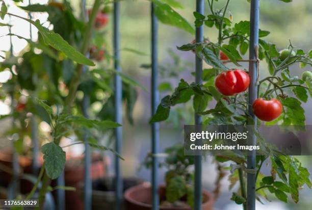 red tomatoes on tomato plant - balcony vegetables stock pictures, royalty-free photos & images