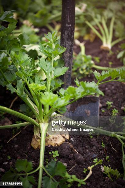 digging celeriac - celeriac stockfoto's en -beelden