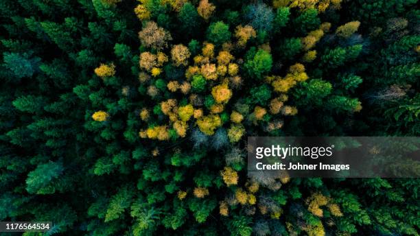 aerial view of autumn forest - above stock pictures, royalty-free photos & images