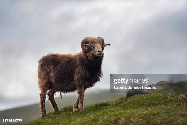 sheep on meadow - ram stockfoto's en -beelden