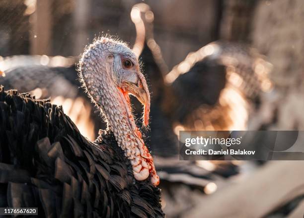 thanksgiving. turkey in the backyard. - female wild turkey stock pictures, royalty-free photos & images
