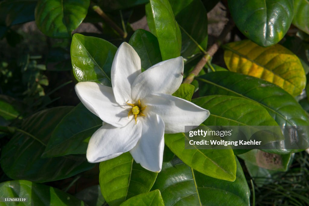 Close-up of a Gardenia taitensis, also called Tahitian...
