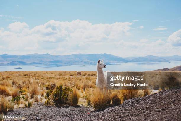 animal on the road to chivay in peru - llama stock pictures, royalty-free photos & images