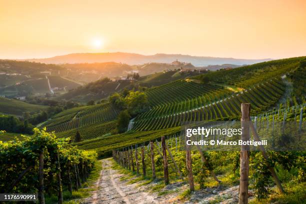 barolo vineyards at sunset, langhe wine region, italy - wijngaard stockfoto's en -beelden