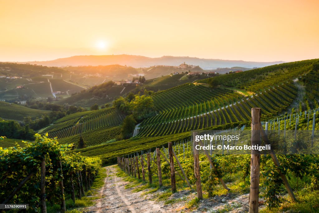 Barolo vineyards at sunset, Langhe wine region, Italy